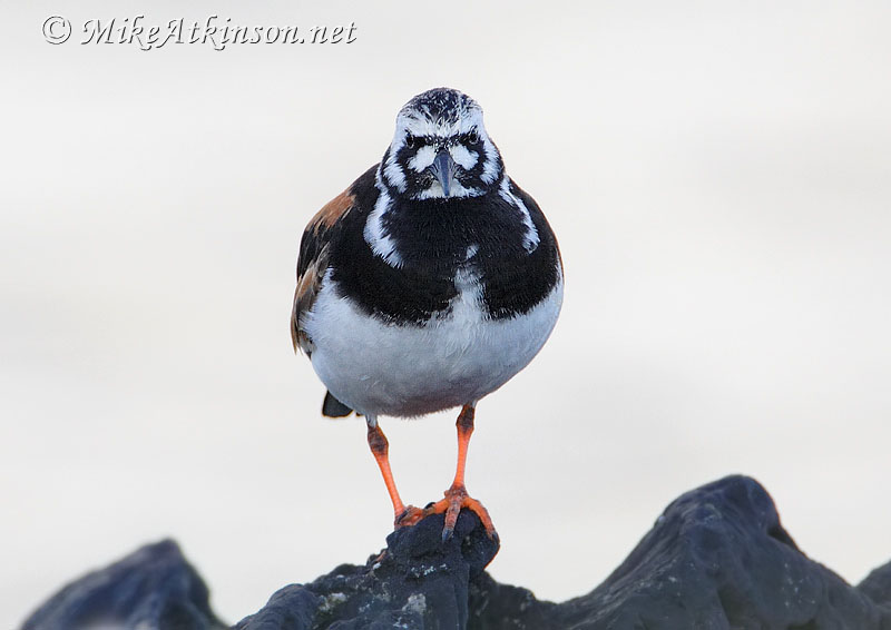 Turnstone