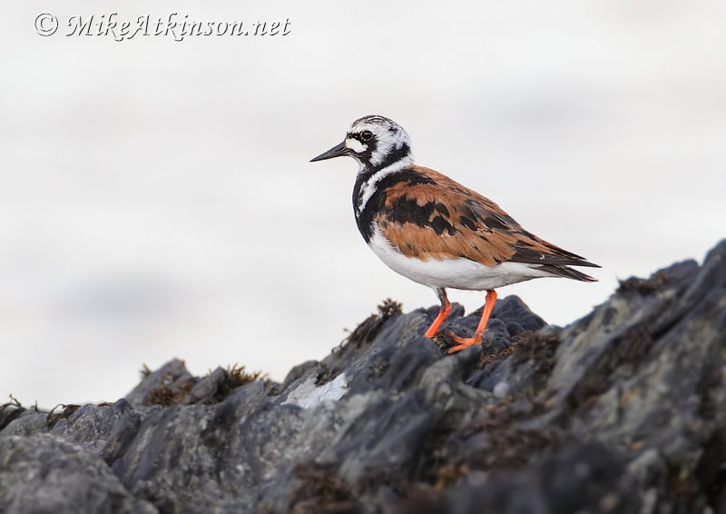 Turnstone