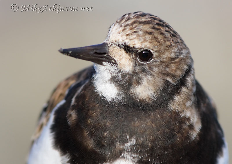 Turnstone