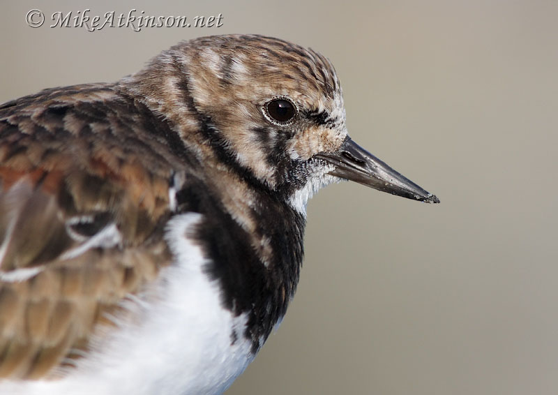 Turnstone