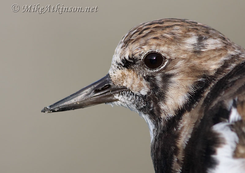 Turnstone
