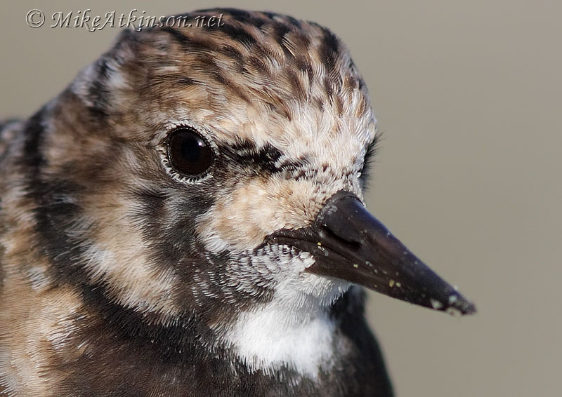 Turnstone