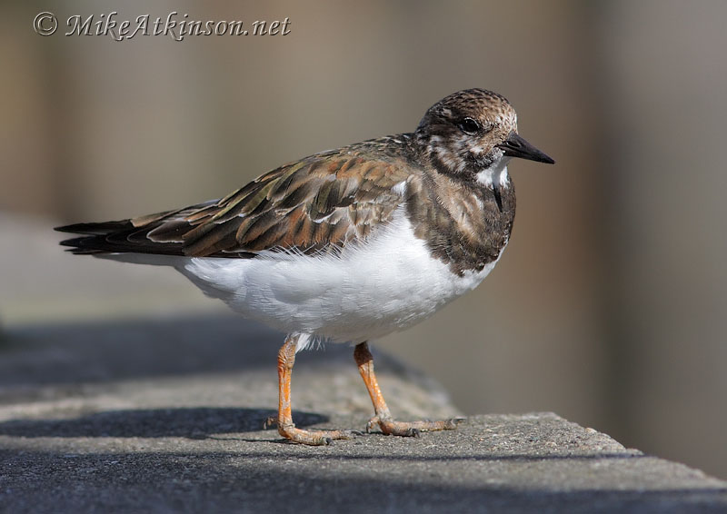 Turnstone