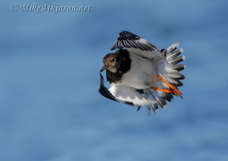 Turnstone