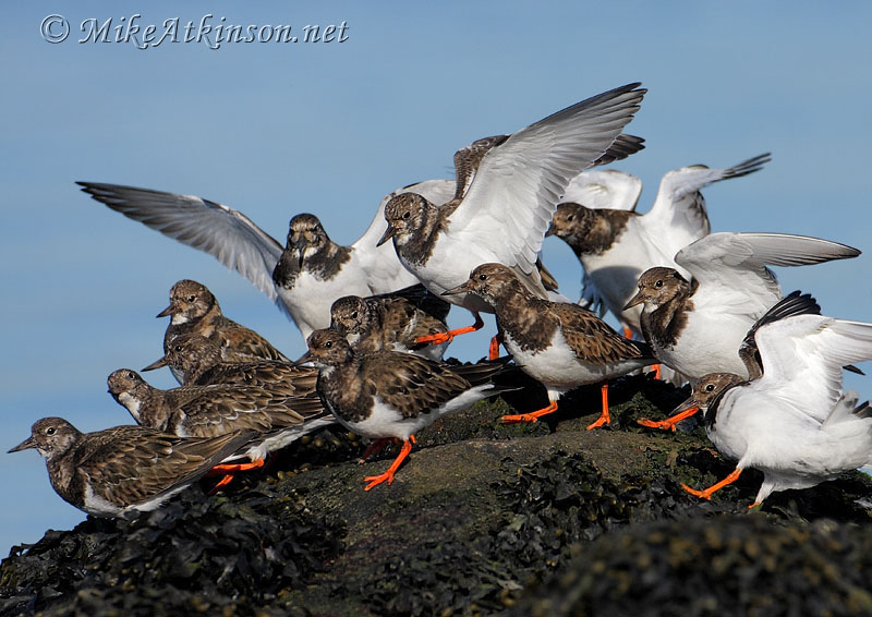 Turnstone