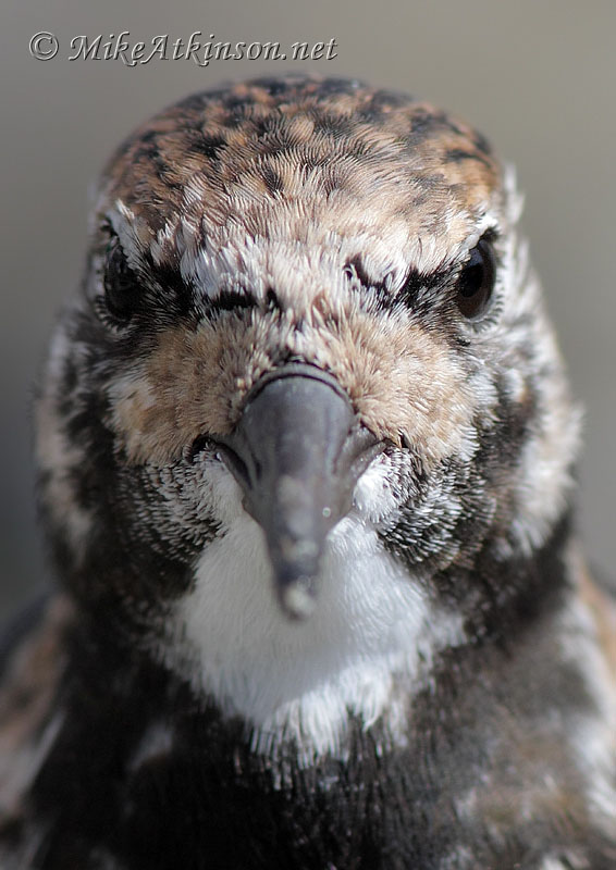 Turnstone