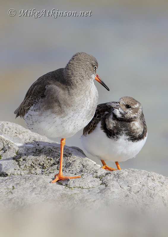 Turnstone