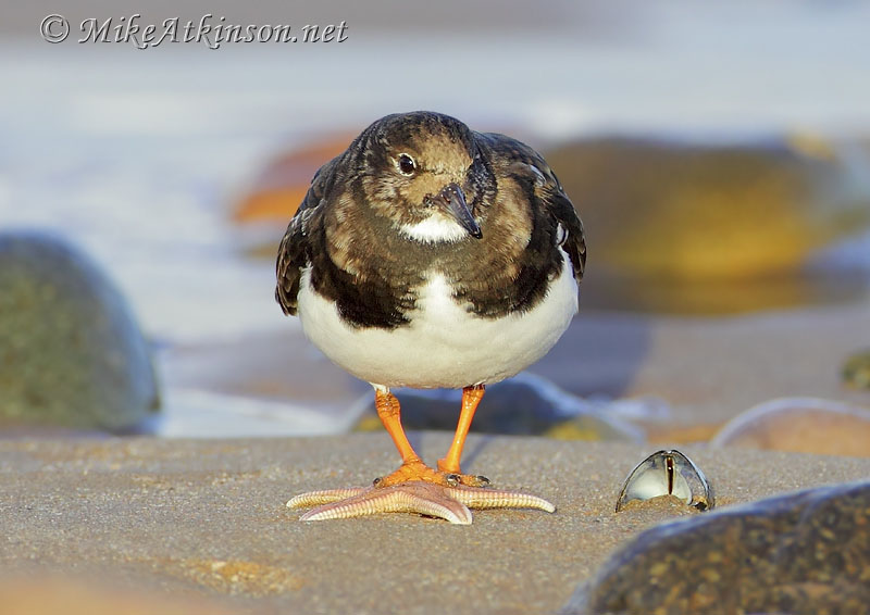 Turnstone