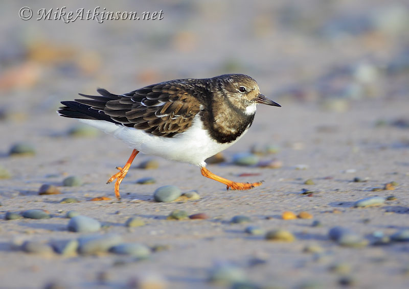 Turnstone