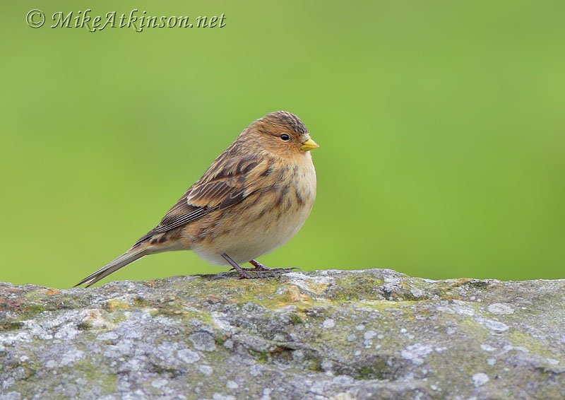 Twite