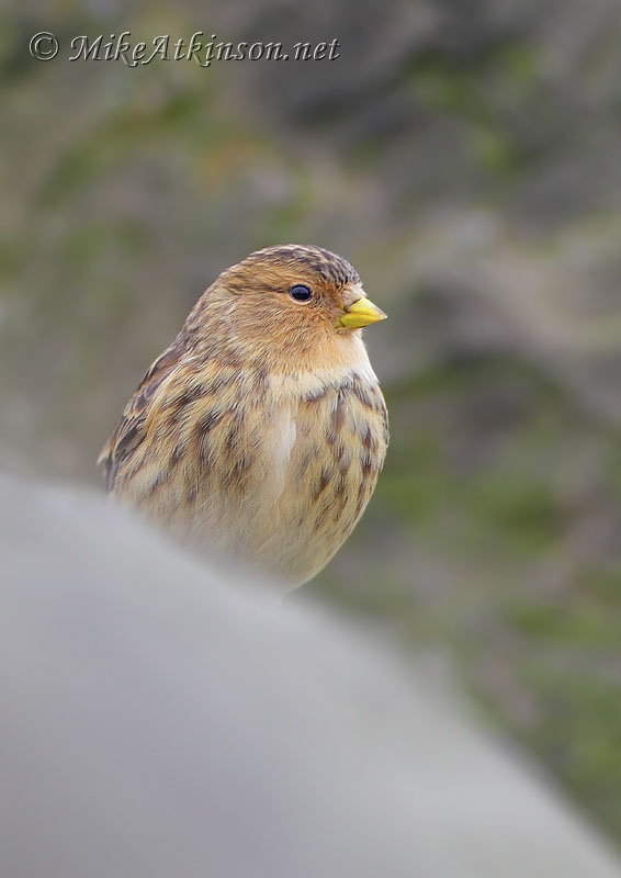 Twite