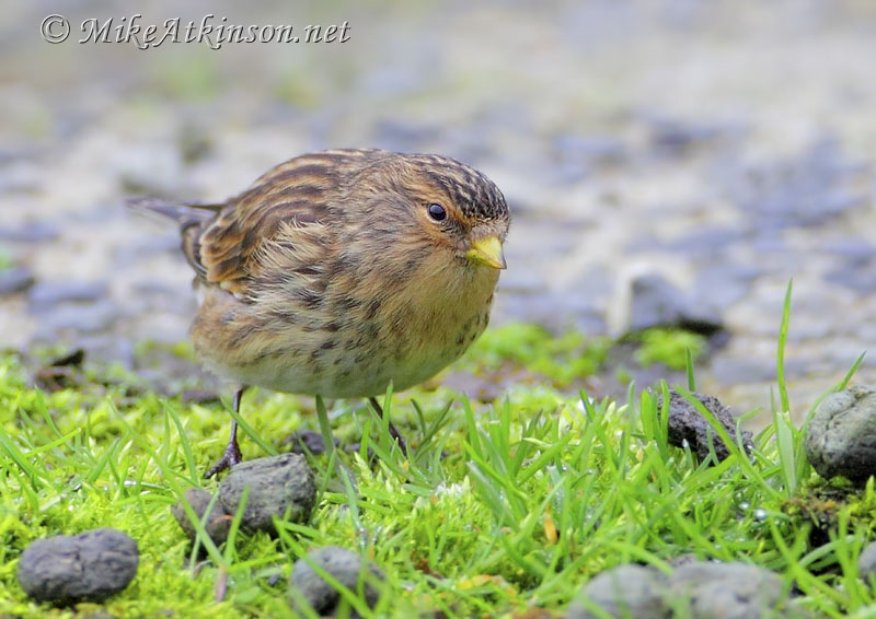 Twite