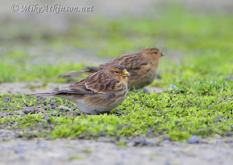 Twite