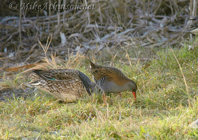 Water Rail