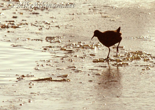 Water Rail
