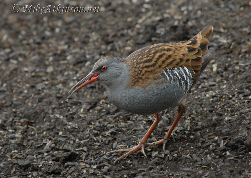 Water Rail