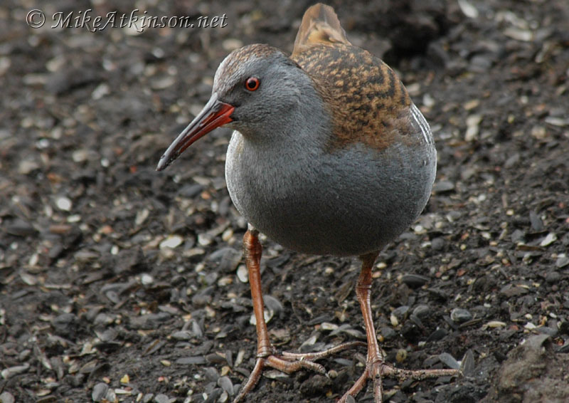 Water Rail