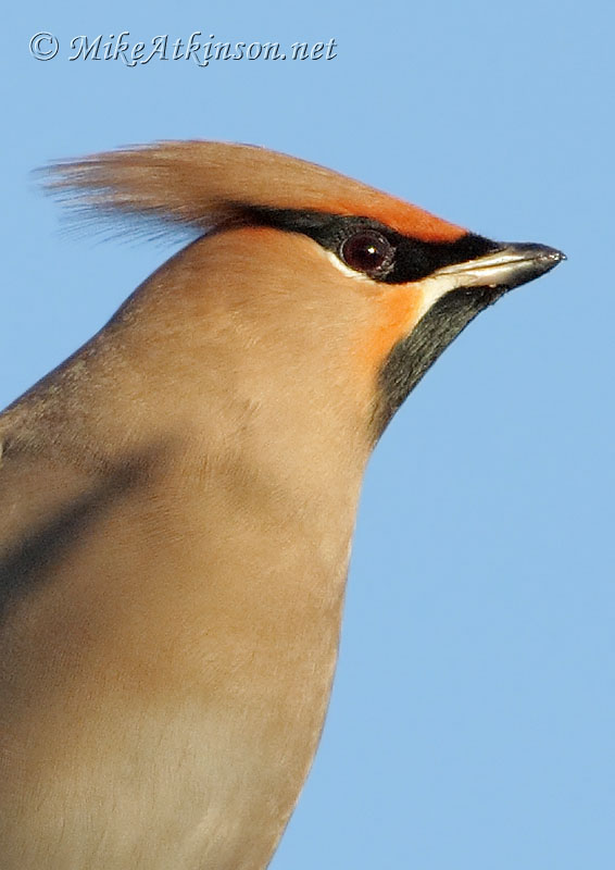 Waxwing