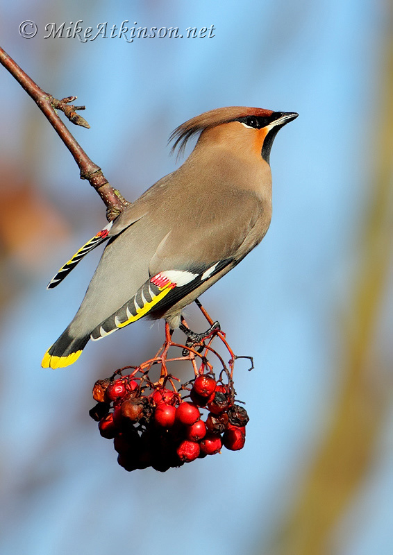 Waxwing