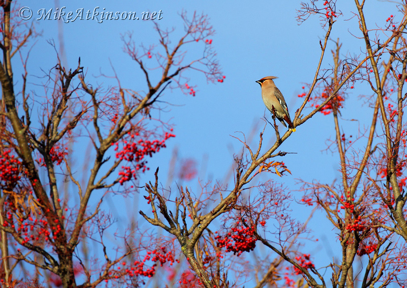 Waxwing