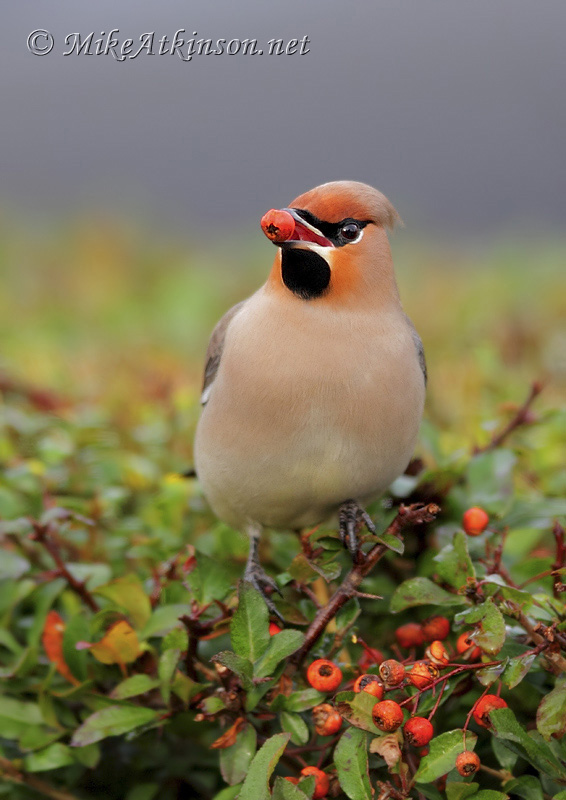 Waxwing
