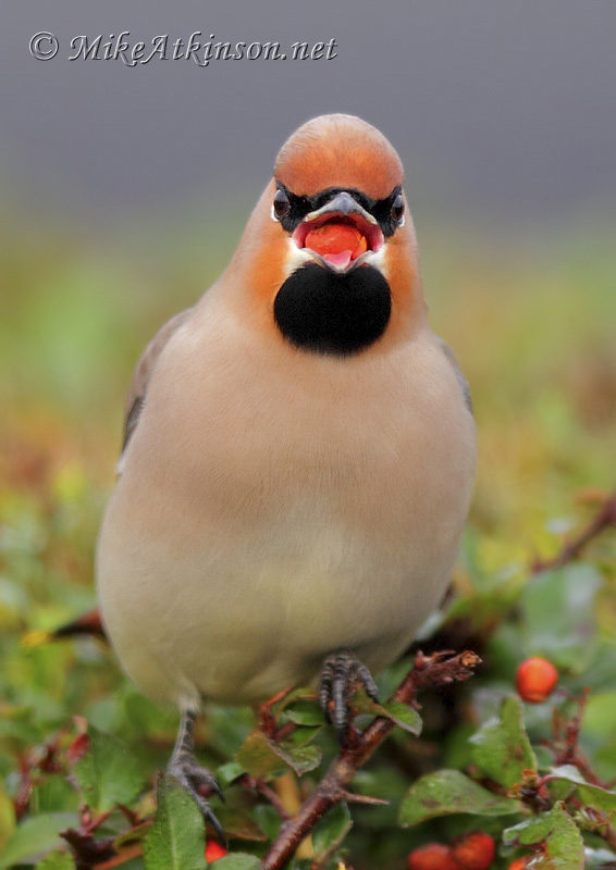 Waxwing