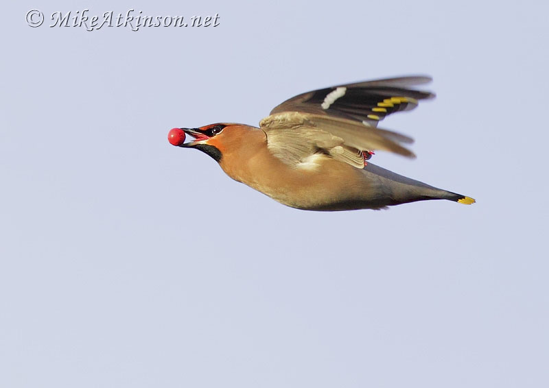 Waxwing