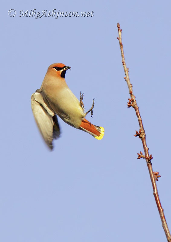 Waxwing