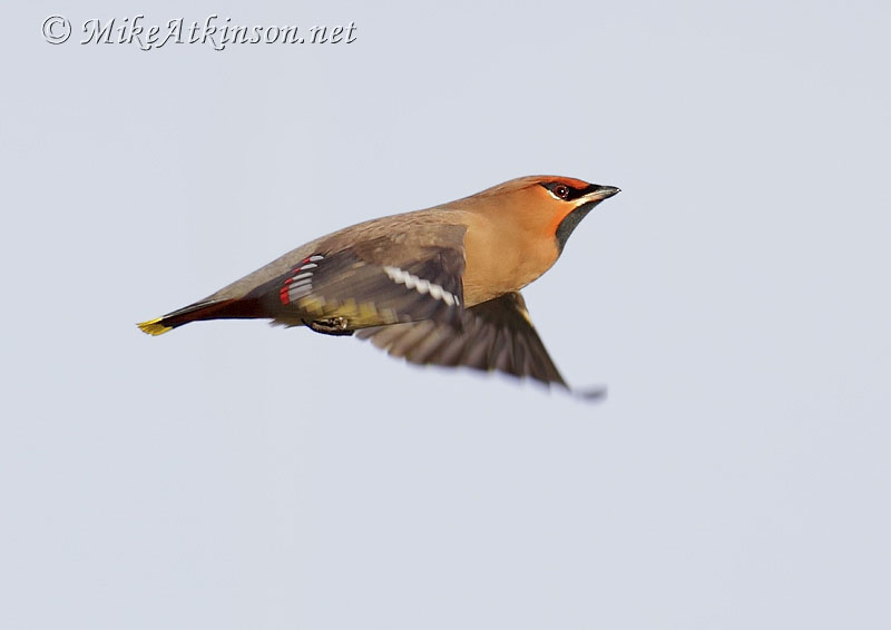 Waxwing