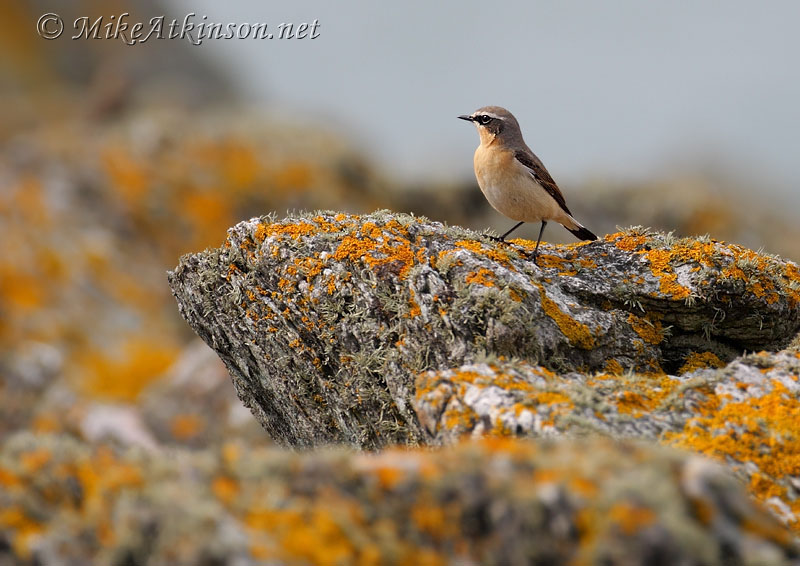 Wheatear
