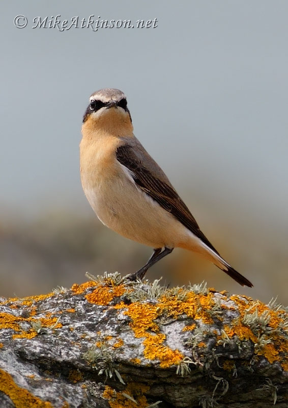 Wheatear
