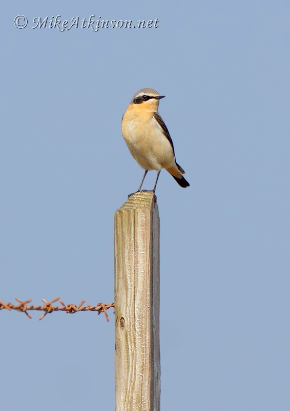 Wheatear