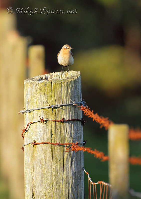 Wheatear