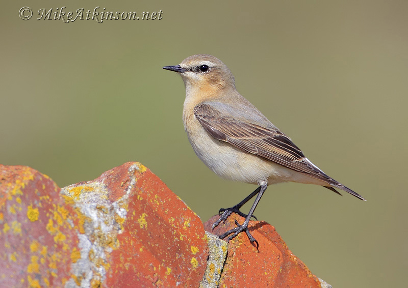 Wheatear