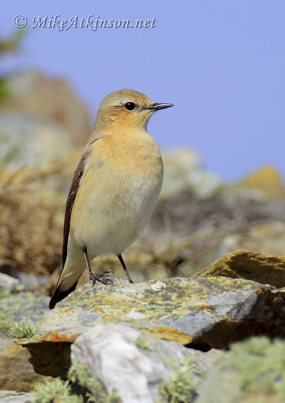 Wheatear