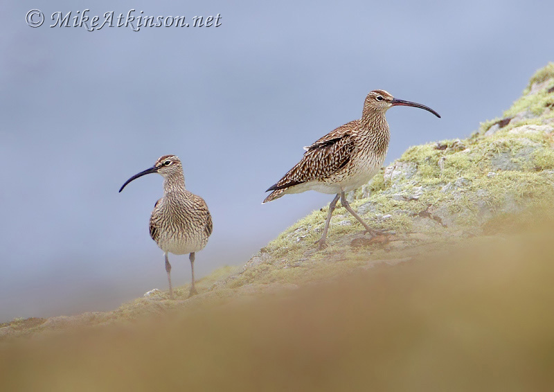 Whimbrel