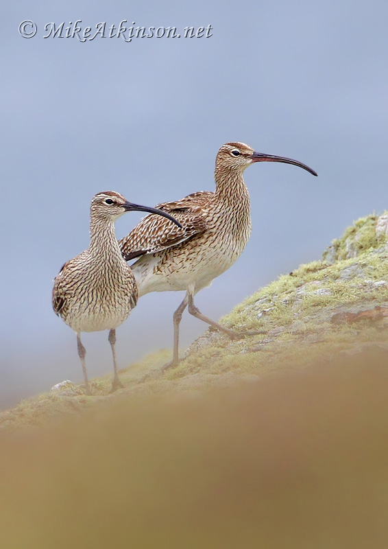 Whimbrel