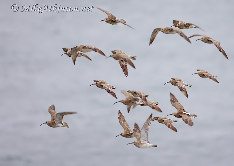Whimbrel