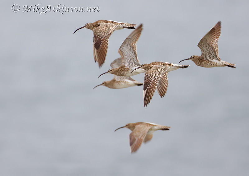 Whimbrel