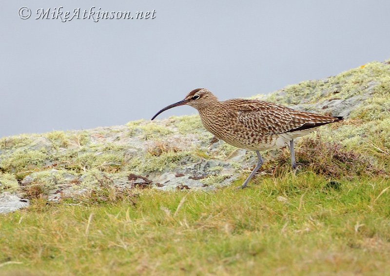 Whimbrel