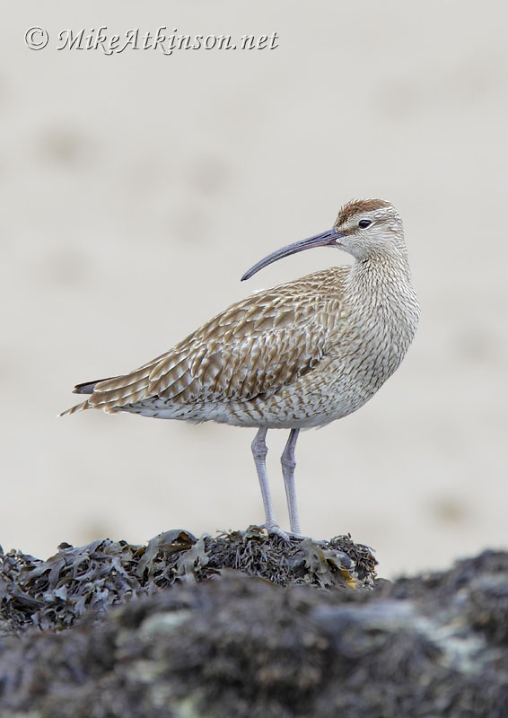 Whimbrel