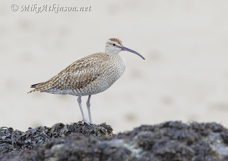 Whimbrel