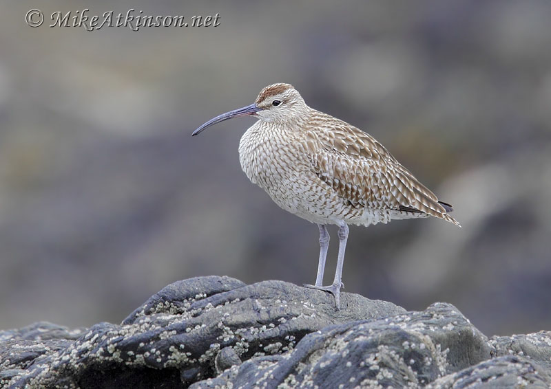 Whimbrel