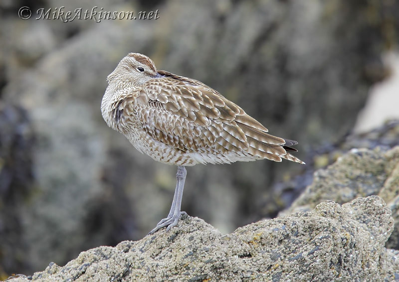Whimbrel