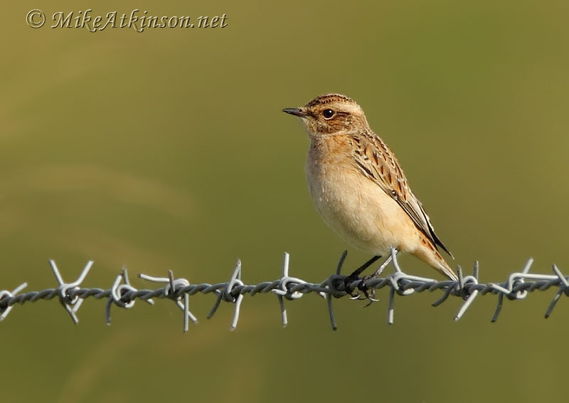 Whinchat