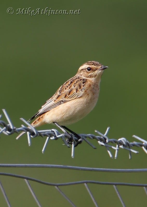Whinchat