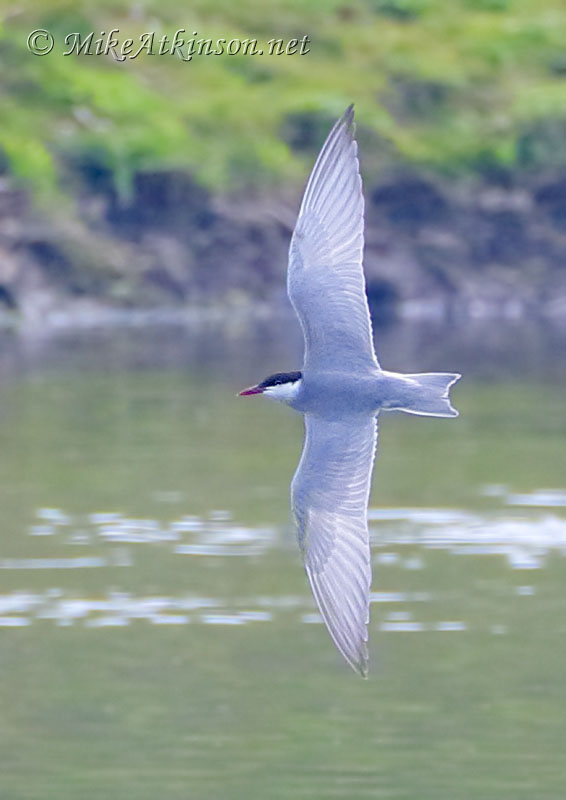 Whiskered Tern