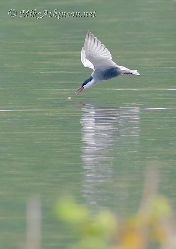 Whiskered Tern
