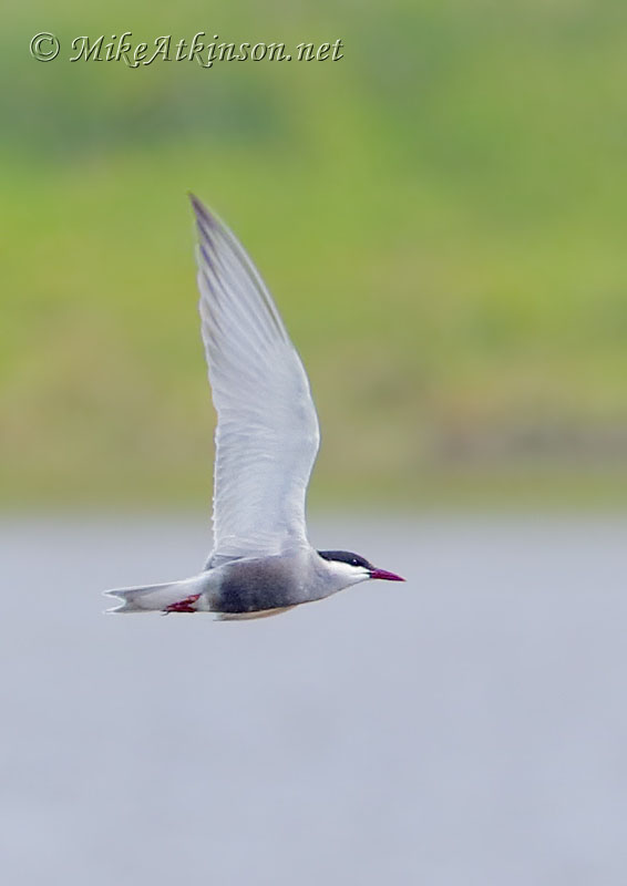 Whiskered Tern