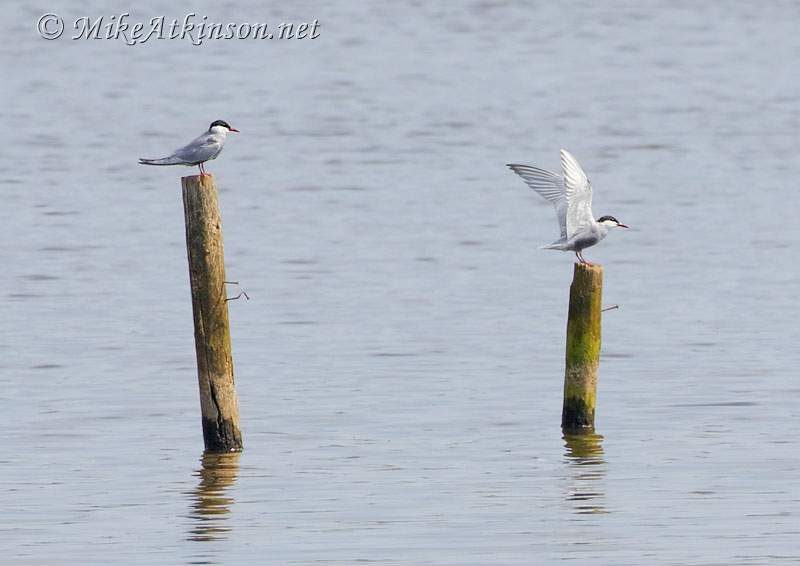 Whiskered Tern